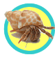 Hermit Crab Kits Live Hermit Crab Kits