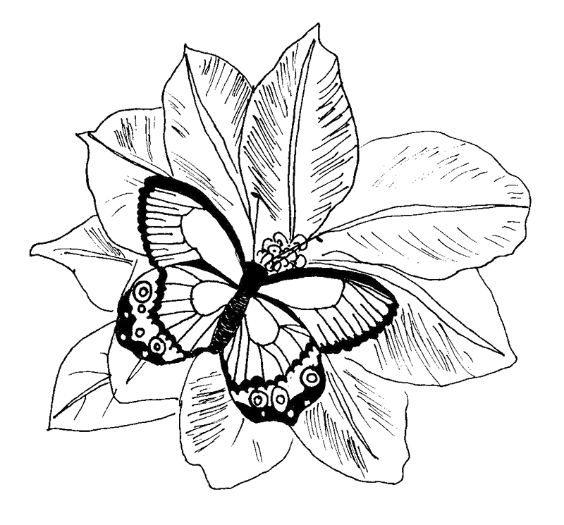 Butterfly Coloring Sheets Pictures