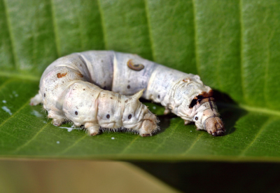 hornworm woolly bear bedstraw hawkmoth caterpillar peac