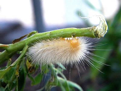 caterpillar pictures, butterfly pictures, butterflies picture