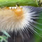 caterpillar pictures, butterfly pictures, butterflies picture