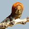caterpillar pictures, butterfly pictures, butterflies picture