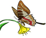 FREE Butterfly Clip Art 19