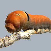 caterpillar pictures, butterfly pictures, butterflies picture