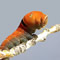 caterpillar pictures, butterfly pictures, butterflies picture