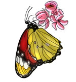 FREE Butterfly Clip Art 22