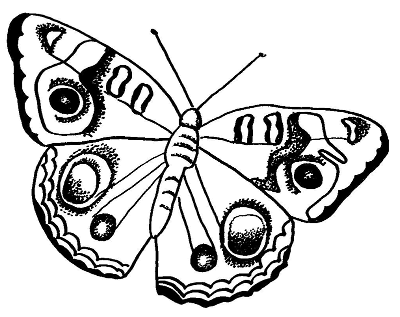 Butterfly Coloring Sheets Pictures
