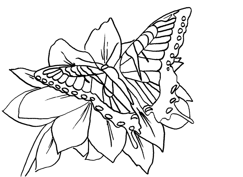 coloring pics of butterflies. utterfly pictures