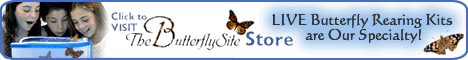 Butterfly Pictures Site - The BEST Butterfly Picture and Image Selection Online!