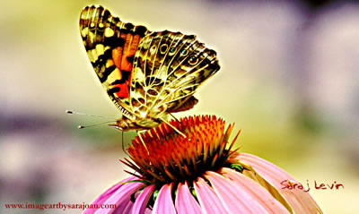 butterfly pictures, butterflies picture