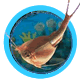 Live Sea Monkey & Triop Kits