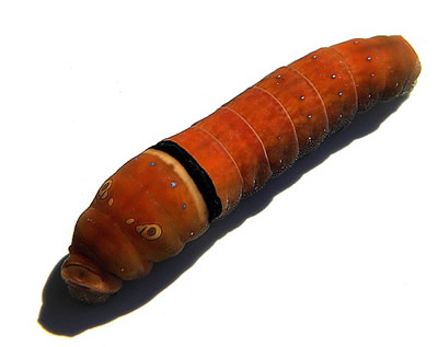 caterpillar pictures, butterfly pictures, butterflies picture