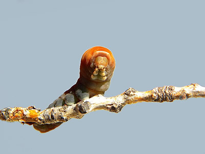 caterpillar pictures, butterfly pictures, butterflies picture