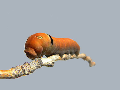 caterpillar pictures, butterfly pictures, butterflies picture