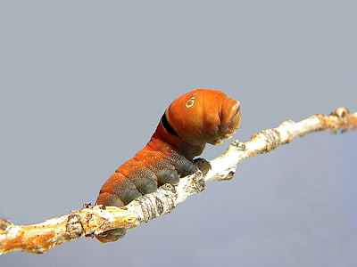 caterpillar pictures, butterfly pictures, butterflies picture