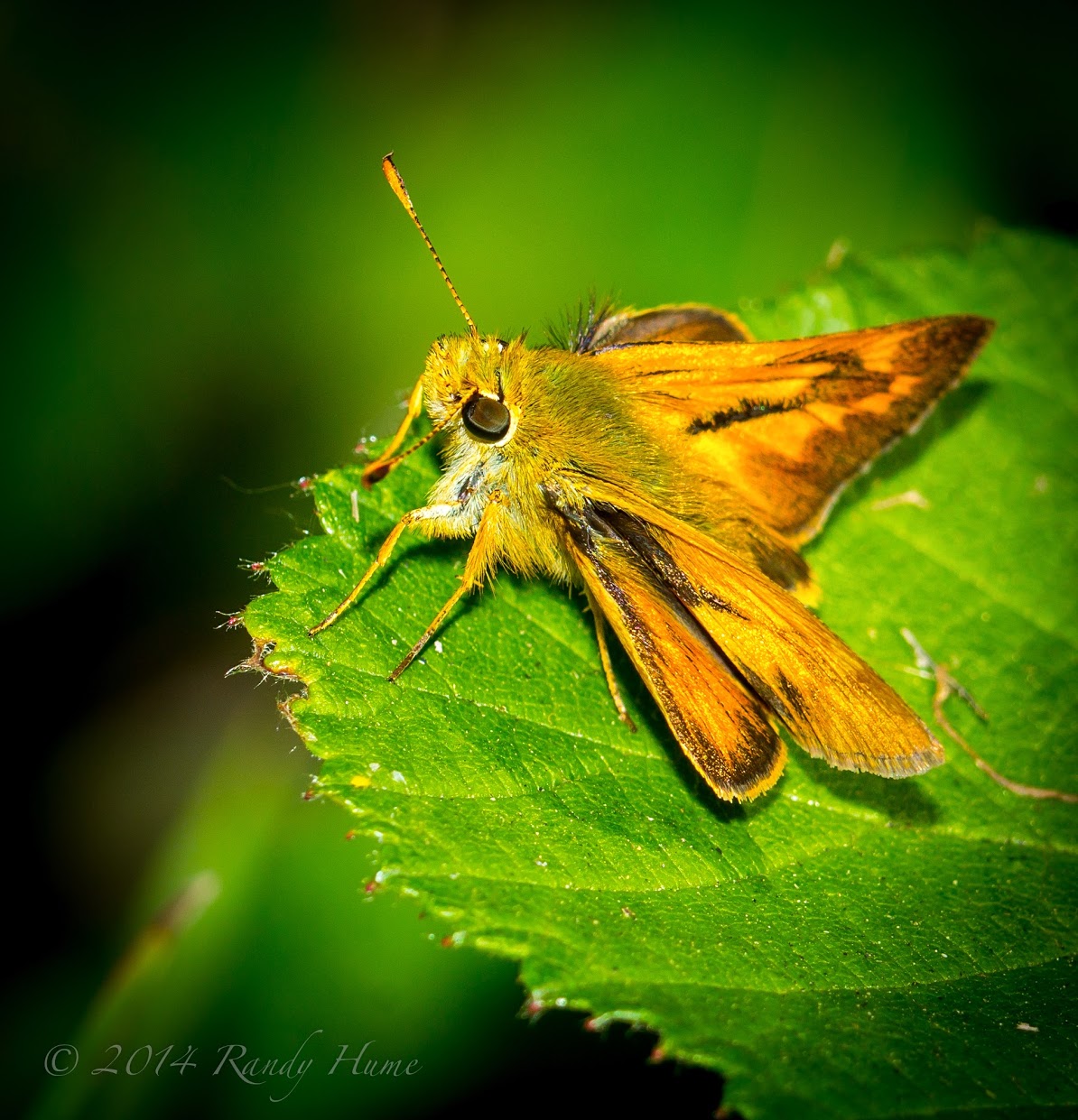 butterfly pictures, butterflies picture