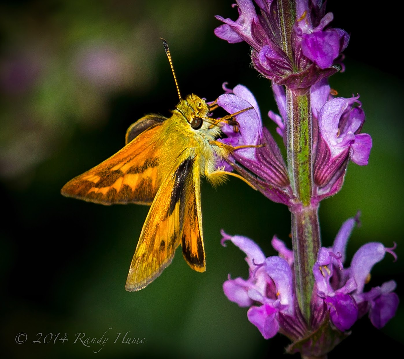 butterfly pictures, butterflies picture