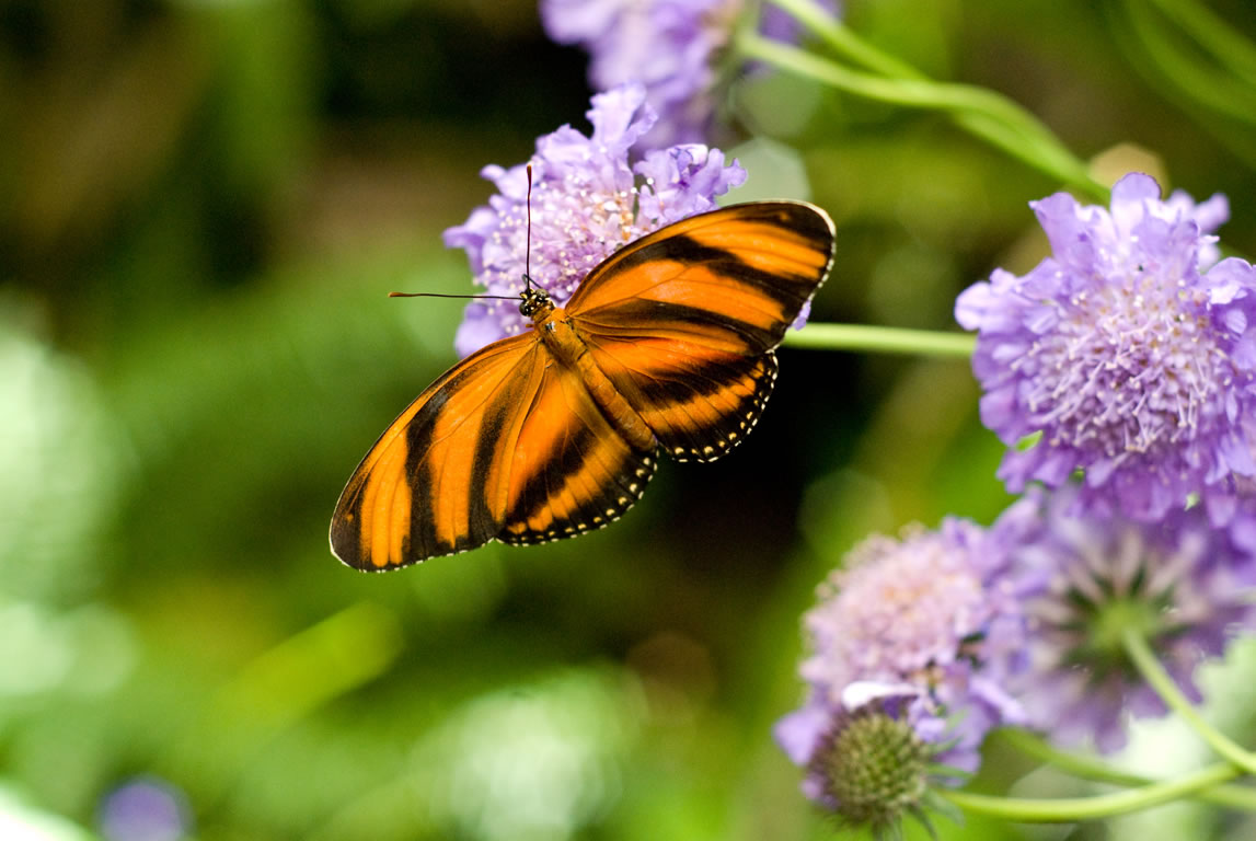 butterfly pictures, butterflies picture