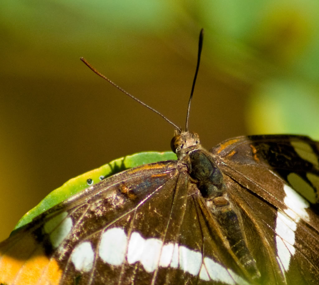 butterfly pictures, butterflies picture