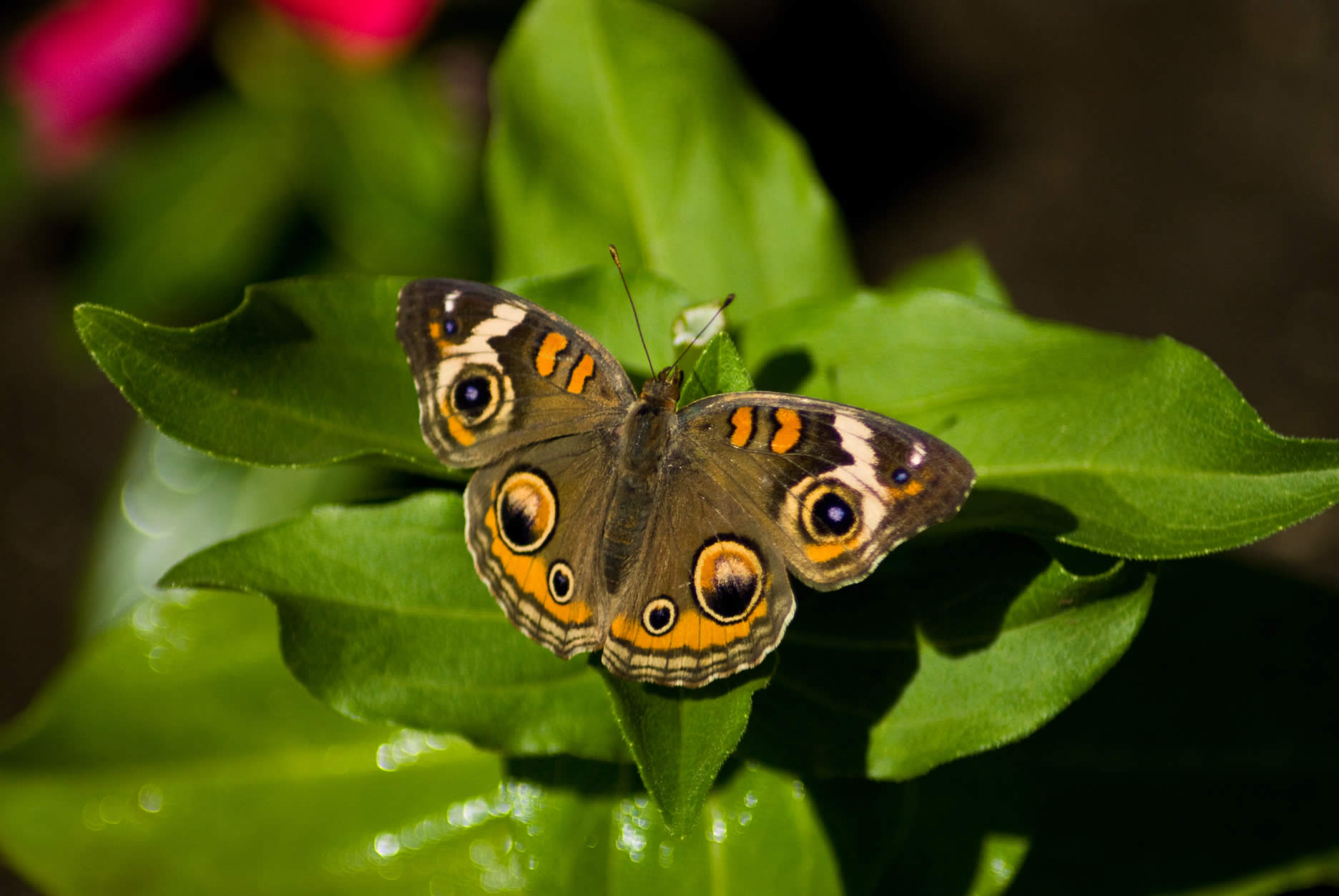butterfly pictures, butterflies picture