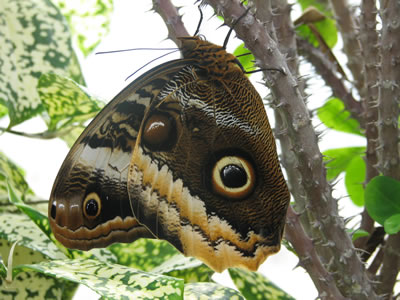 butterfly pictures, butterflies picture