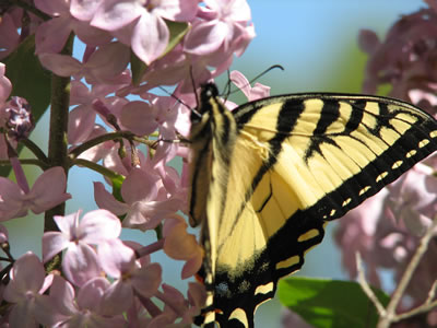 butterfly pictures, butterflies picture